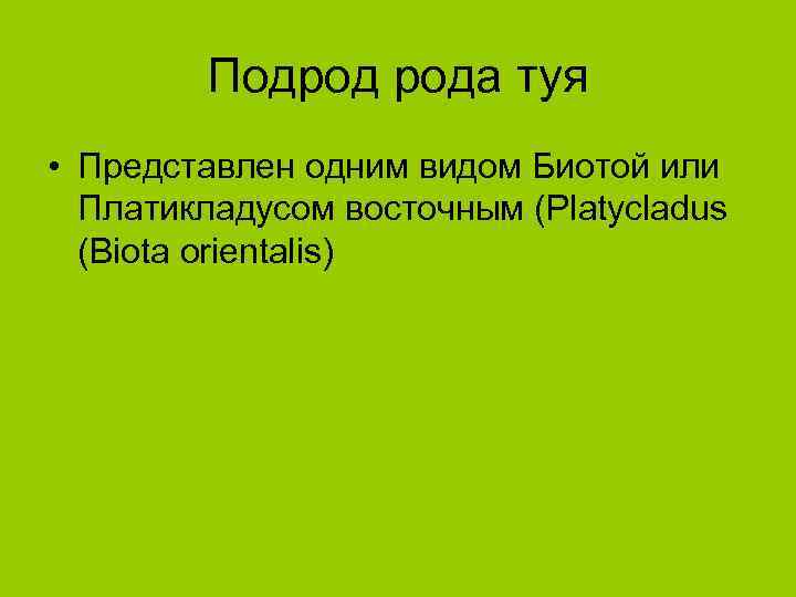 Подрод рода туя • Представлен одним видом Биотой или Платикладусом восточным (Platycladus (Biota orientalis)