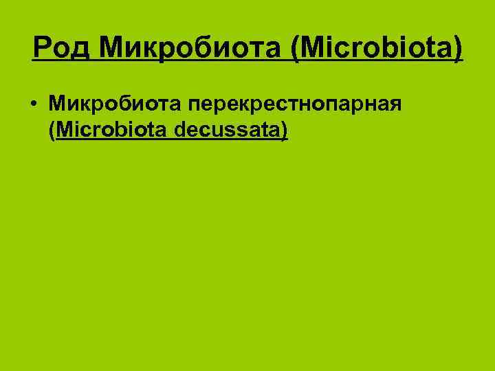 Род Микробиота (Microbiota) • Микробиота перекрестнопарная (Microbiota decussata) 