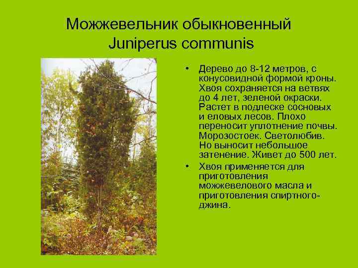 Можжевельник обыкновенный Juniperus communis • Дерево до 8 -12 метров, с конусовидной формой кроны.