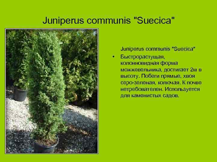 Juniperus communis "Suecica" • Juniperus communis "Suecica" Быстрорастущая, колонновидная форма можжевельника, достигает 2 м