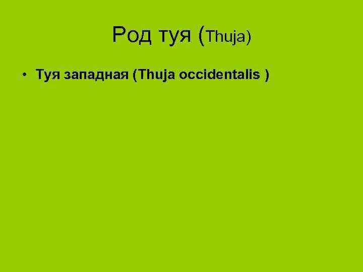 Род туя (Thuja) • Туя западная (Thuja occidentalis ) 