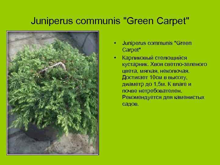 Juniperus communis "Green Carpet" • • Juniperus communis "Green Carpet" Карликовый стелющийся кустарник. Хвоя