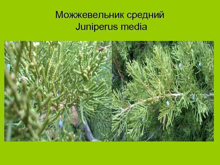 Можжевельник средний Juniperus media 