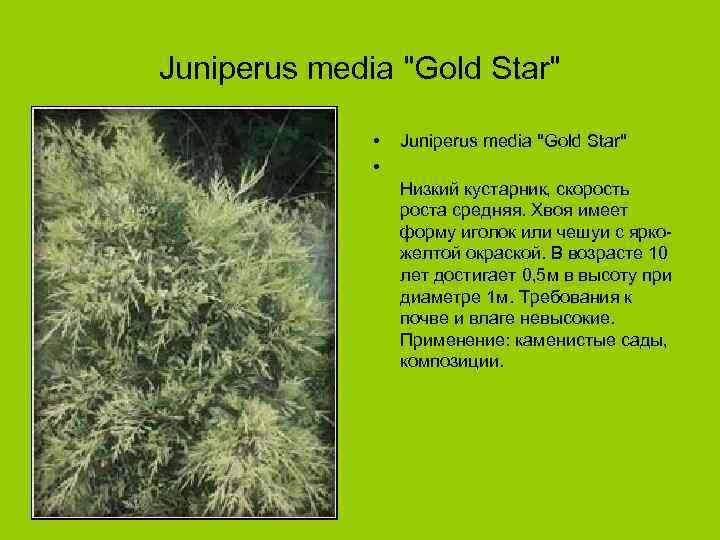 Juniperus media "Gold Star" • • Juniperus media "Gold Star" Низкий кустарник, скорость роста