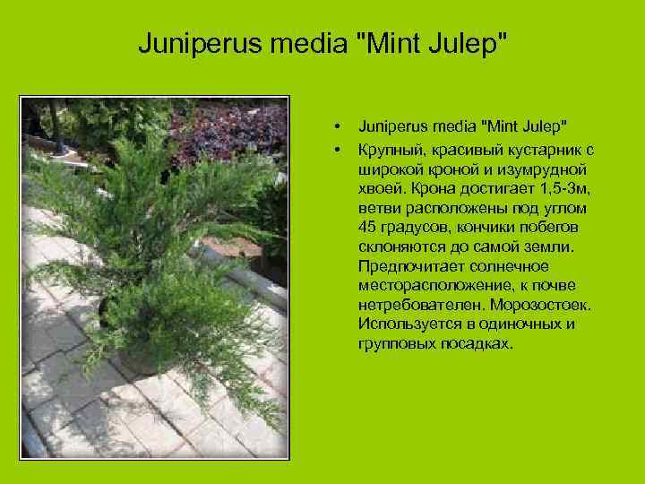 Juniperus media "Mint Julep" • • Juniperus media "Mint Julep" Крупный, красивый кустарник с