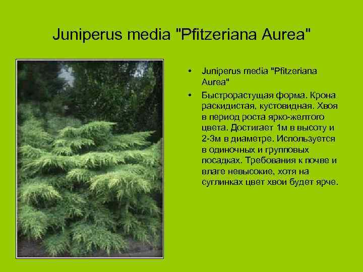 Juniperus media "Pfitzeriana Aurea" • • Juniperus media "Pfitzeriana Aurea" Быстрорастущая форма. Крона раскидистая,