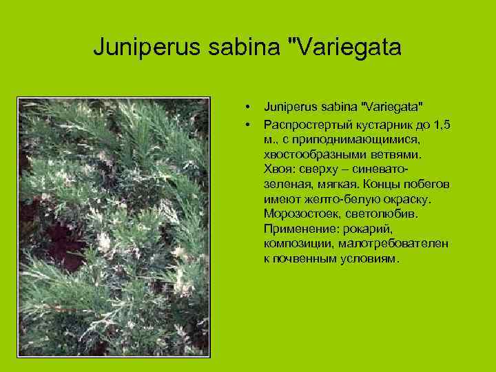 Juniperus sabina "Variegata • • Juniperus sabina "Variegata" Распростертый кустарник до 1, 5 м.