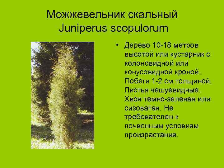 Можжевельник скальный Juniperus scopulorum • Дерево 10 -18 метров высотой или кустарник с колоновидной