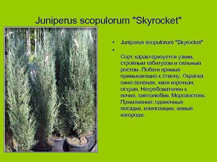 Juniperus scopulorum "Skyrocket" • • Juniperus scopulorum "Skyrocket" Сорт характеризуется узким, стройным габитусом и