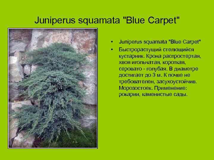 Juniperus squamata "Blue Carpet" • • Juniperus squamata "Blue Carpet" Быстрорастущий стелющийся кустарник. Крона