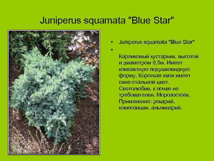 Juniperus squamata "Blue Star" • • Juniperus squamata "Blue Star" Карликовый кустарник, высотой и