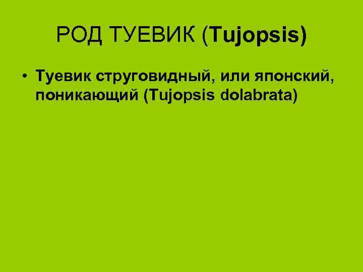 РОД ТУЕВИК (Tujopsis) • Туевик струговидный, или японский, поникающий (Tujopsis dolabrata) 