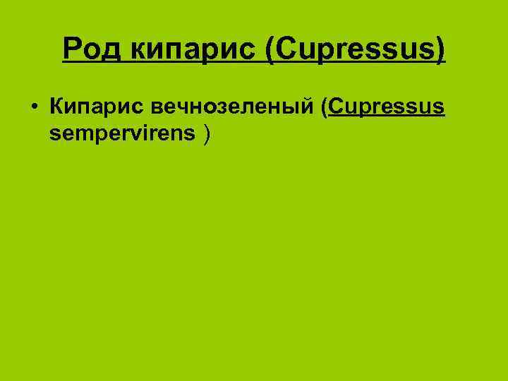 Род кипарис (Cupressus) • Кипарис вечнозеленый (Cupressus sempervirens ) 