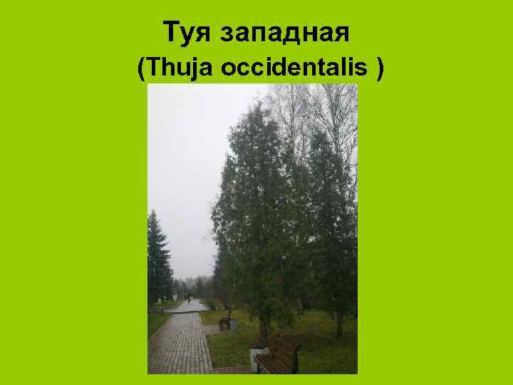 Туя западная (Thuja occidentalis ) 