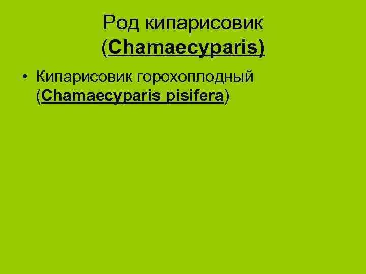 Род кипарисовик (Chamaecyparis) • Кипарисовик горохоплодный (Chamaecyparis pisifera) 