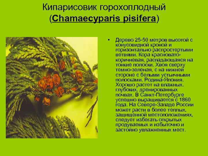 Кипарисовик горохоплодный (Chamaecyparis pisifera) • Дерево 25 -50 метров высотой с конусовидной кроной и