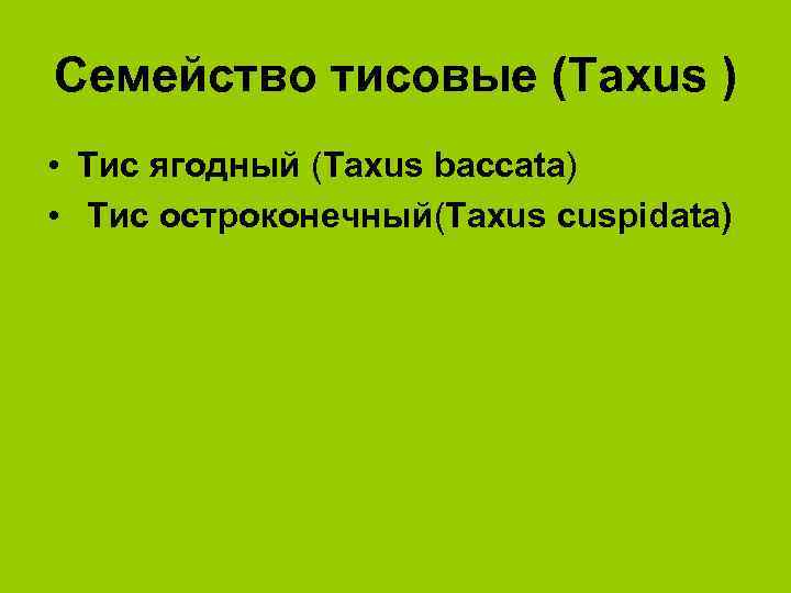 Семейство тисовые (Тaxus ) • Тис ягодный (Тaxus baccata) • Тис остроконечный(Тaxus cuspidata) 