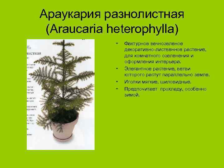 Араукария разнолистная (Araucaria heterophylla) • • Фактурное вечнозеленое декоративно-лиственное растение, для комнатного озеленения и