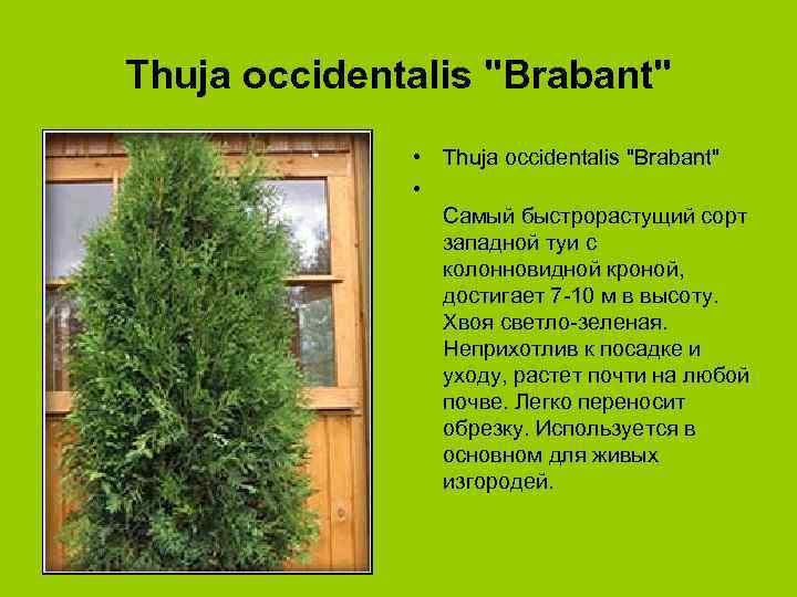 Thuja occidentalis "Brabant" • Самый быстрорастущий сорт западной туи с колонновидной кроной, достигает 7