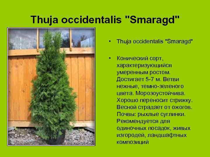 Thuja occidentalis "Smaragd" • Конический сорт, характеризующийся умеренным ростом. Достигает 5 -7 м. Ветви