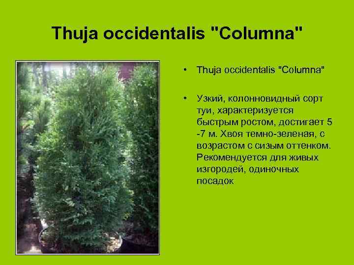 Thuja occidentalis "Columna" • Узкий, колонновидный сорт туи, характеризуется быстрым ростом, достигает 5 -7