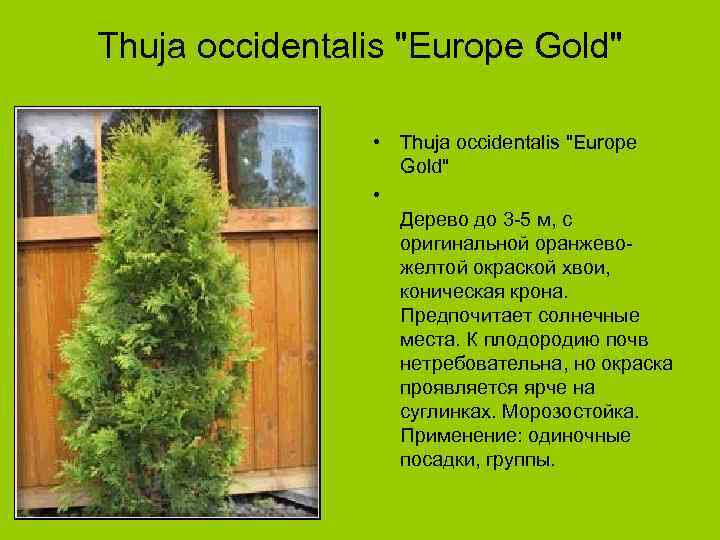 Thuja occidentalis "Europe Gold" • Дерево до 3 -5 м, с оригинальной оранжевожелтой окраской