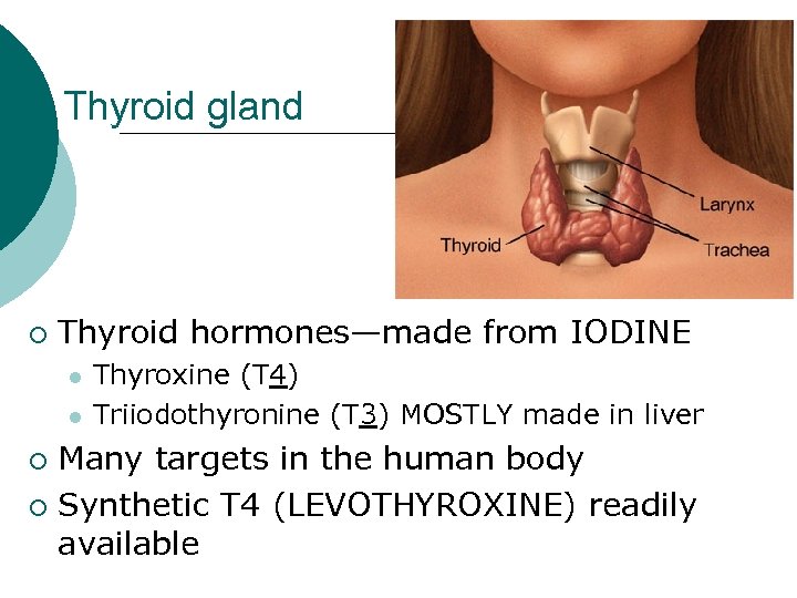 Thyroid gland ¡ Thyroid hormones—made from IODINE l l Thyroxine (T 4) Triiodothyronine (T