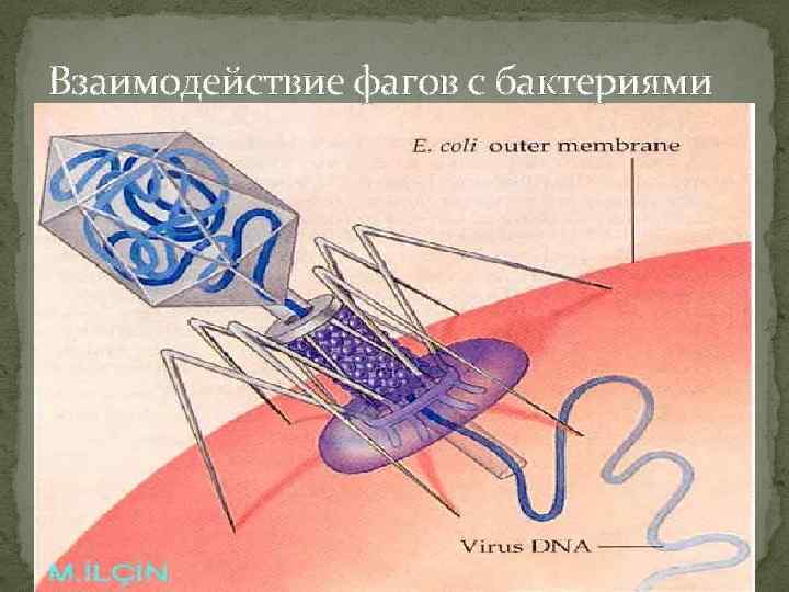 Взаимодействие фагов с бактериями 