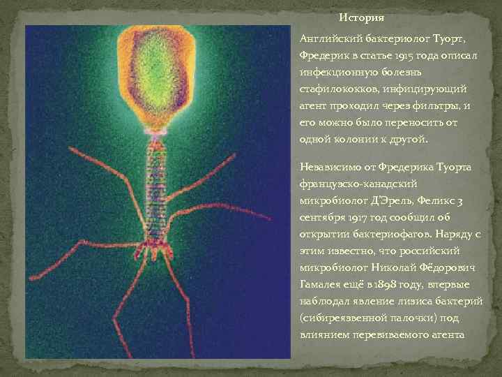 История Английский бактериолог Туорт, Фредерик в статье 1915 года описал инфекционную болезнь стафилококков, инфицирующий