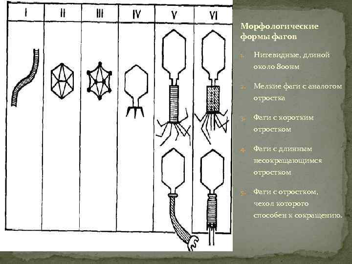 Морфологические формы фагов 1. Нитевидные, длиной около 800 нм 2. Мелкие фаги с аналогом