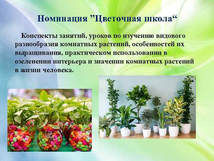 Номинация ”Цветочная школа“ Конспекты занятий, уроков по изучению видового разнообразия комнатных растений, особенностей их