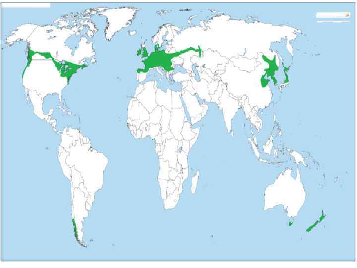 Хвойные леса на карте. Географическое положение широколиственных лесов на карте.
