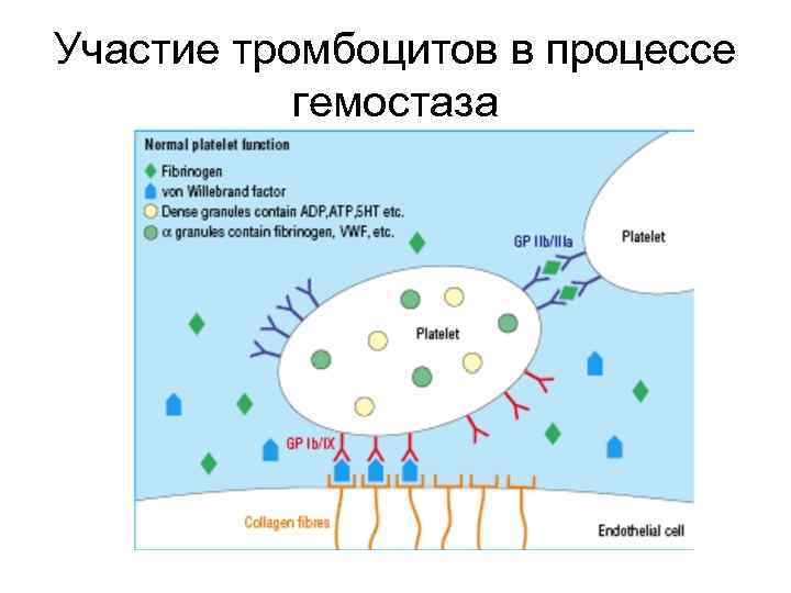 Участие тромбоцитов в процессе гемостаза 