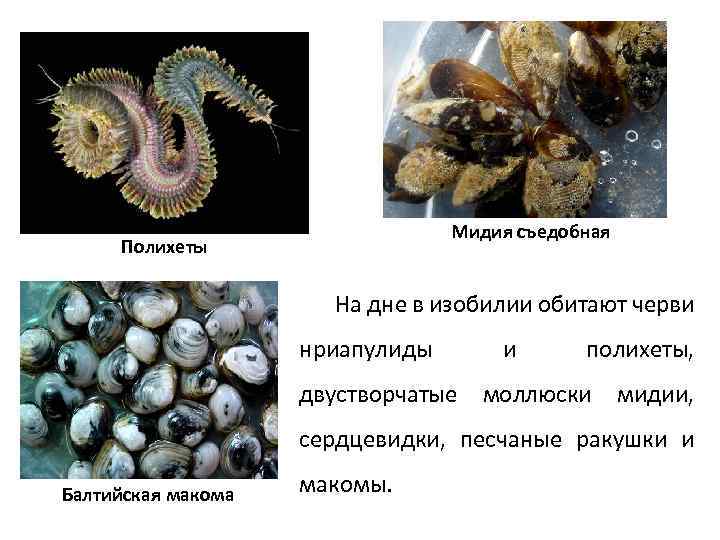 Мидия съедобная Полихеты На дне в изобилии обитают черви нриапулиды и полихеты, двустворчатые моллюски
