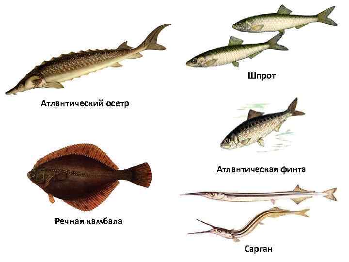 Шпрот Атлантический осетр Атлантическая финта Речная камбала Сарган 