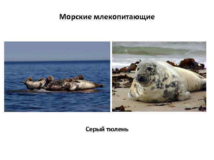 Морские млекопитающие Серый тюлень 