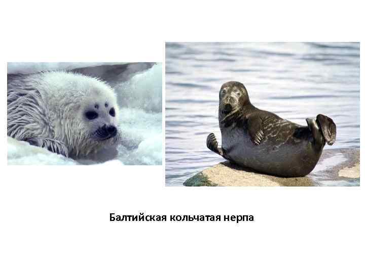 Балтийская кольчатая нерпа 