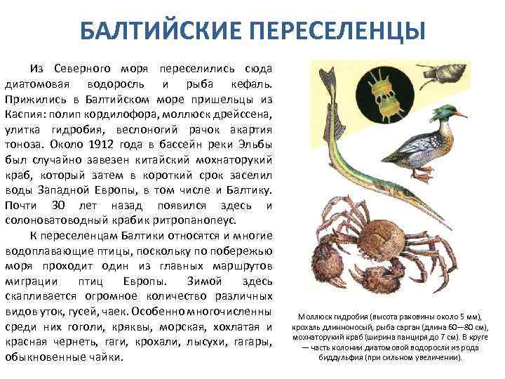 БАЛТИЙСКИЕ ПЕРЕСЕЛЕНЦЫ Из Северного моря переселились сюда диатомовая водоросль и рыба кефаль. Прижились в