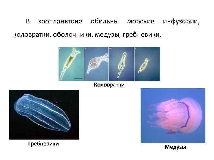 В зоопланктоне обильны морские инфузории, коловратки, оболочники, медузы, гребневики. Коловратки Гребневики Медузы 