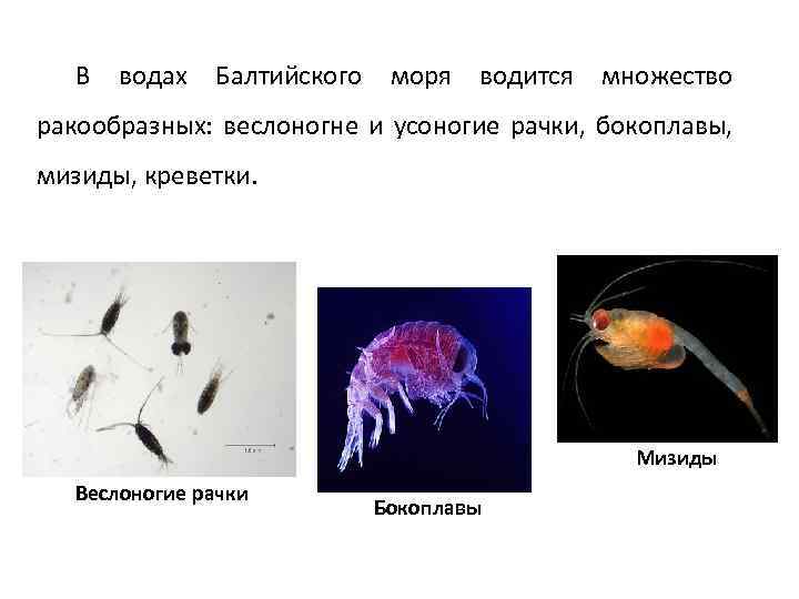 В водах Балтийского моря водится множество ракообразных: веслоногне и усоногие рачки, бокоплавы, мизиды, креветки.