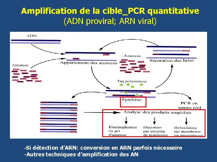 Amplification de la cible_PCR quantitative (ADN proviral; ARN viral) -Si détection d’ARN: conversion en