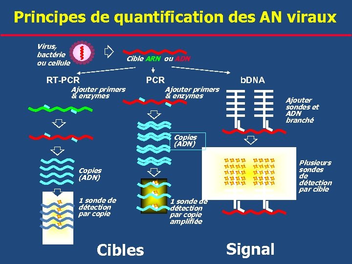 Principes de quantification des AN viraux Virus, bactérie ou cellule Cible ARN ou ADN