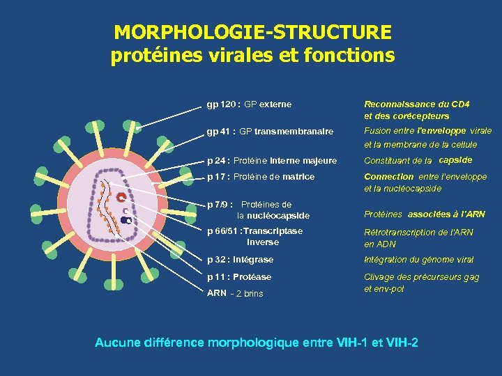 MORPHOLOGIE-STRUCTURE protéines virales et fonctions gp 120 : GP externe Reconnaissance du CD 4