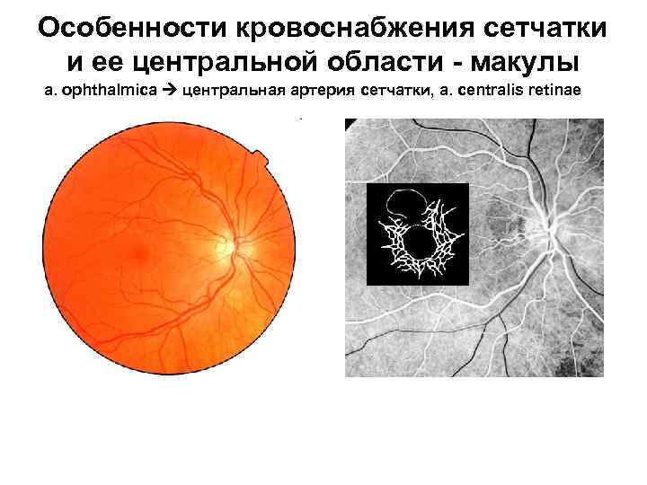 Особенности кровоснабжения сетчатки и ее центральной области - макулы a. ophthalmica центральная артерия сетчатки,