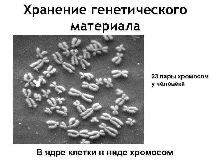 Хранение генетического материала 23 пары хромосом у человека В ядре клетки в виде хромосом