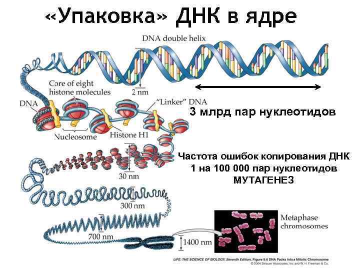  «Упаковка» ДНК в ядре 3 млрд пар нуклеотидов Частота ошибок копирования ДНК 1
