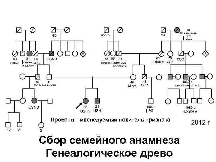 Составление родословной семьи схема