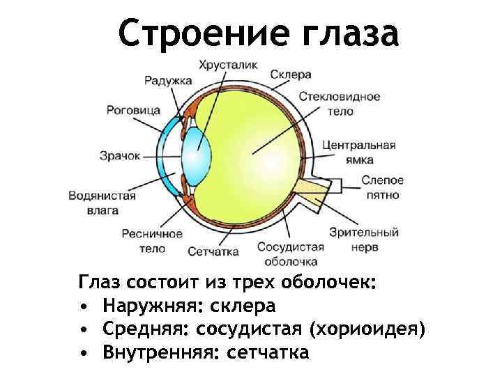 Строение глаза Глаз состоит из трех оболочек: • Наружняя: склера • Средняя: сосудистая (хориоидея)