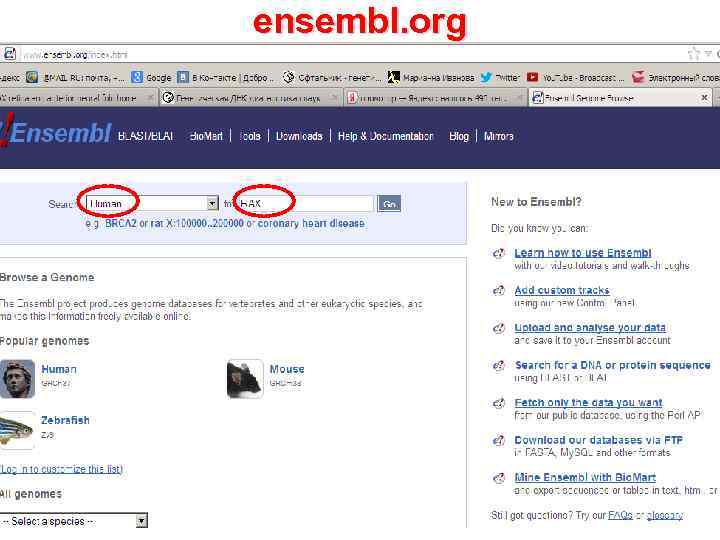ensembl. org 