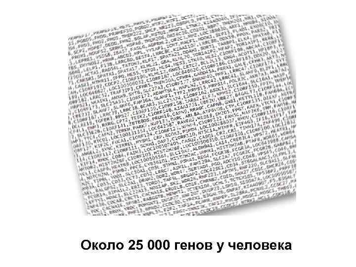 Около 25 000 генов у человека 